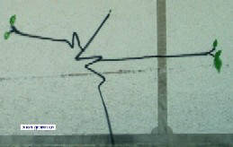 harald ngeli graffiti oktober 2008 in zrich